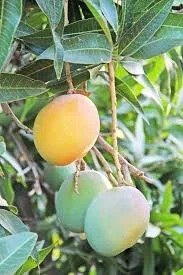 Maya Mango (માયા કેરી)